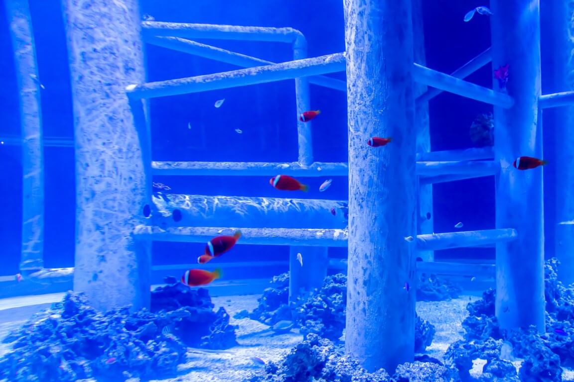 Clownfish swim among coral and a blue metal structure underwater.