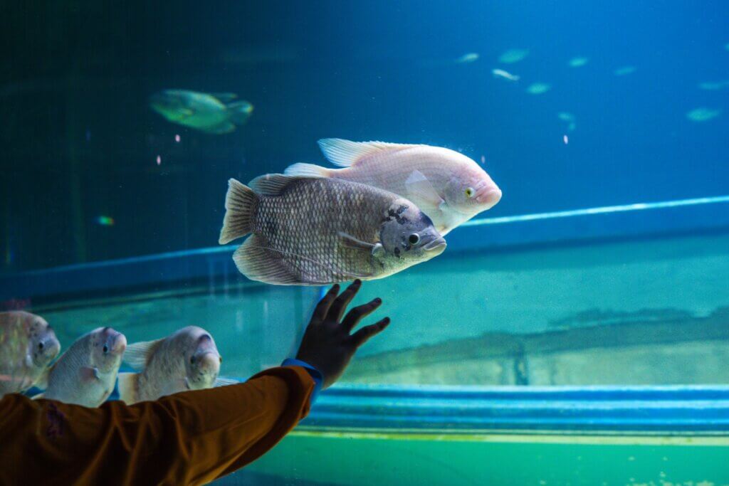 A hand reaches towards large fish in a blue aquarium.